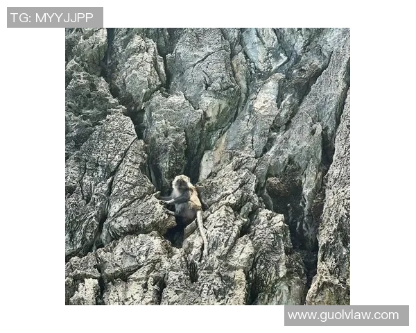 从零开始：攀岩技术完全攻略